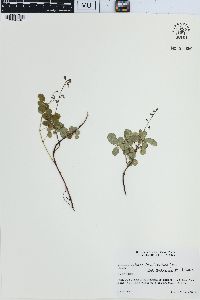 Desmodium ciliare image