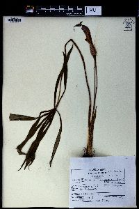 Arisaema consanguineum image