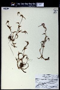 Cyanotis axillaris image