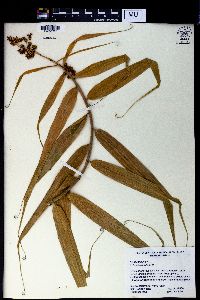 Flagellaria indica image