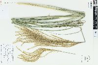 Miscanthus sinensis image