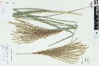 Miscanthus sinensis image