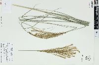 Miscanthus sinensis image