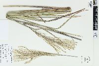 Miscanthus sinensis image