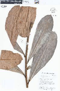 Acridocarpus macrocalyx image
