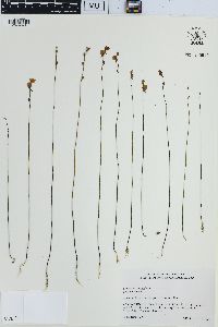 Utricularia juncea image