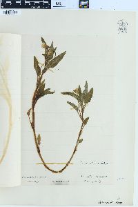 Viola stricta image