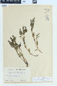Viola stricta image