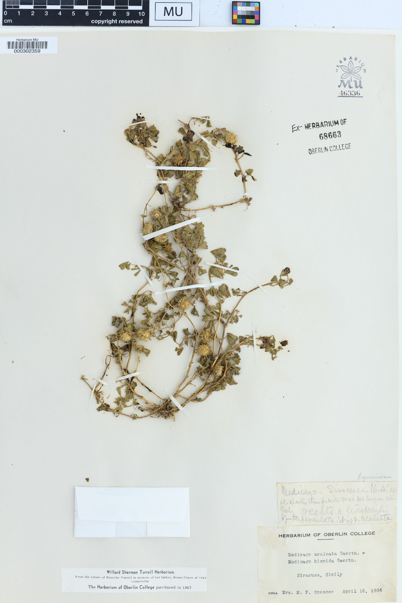 Medicago aculeata image