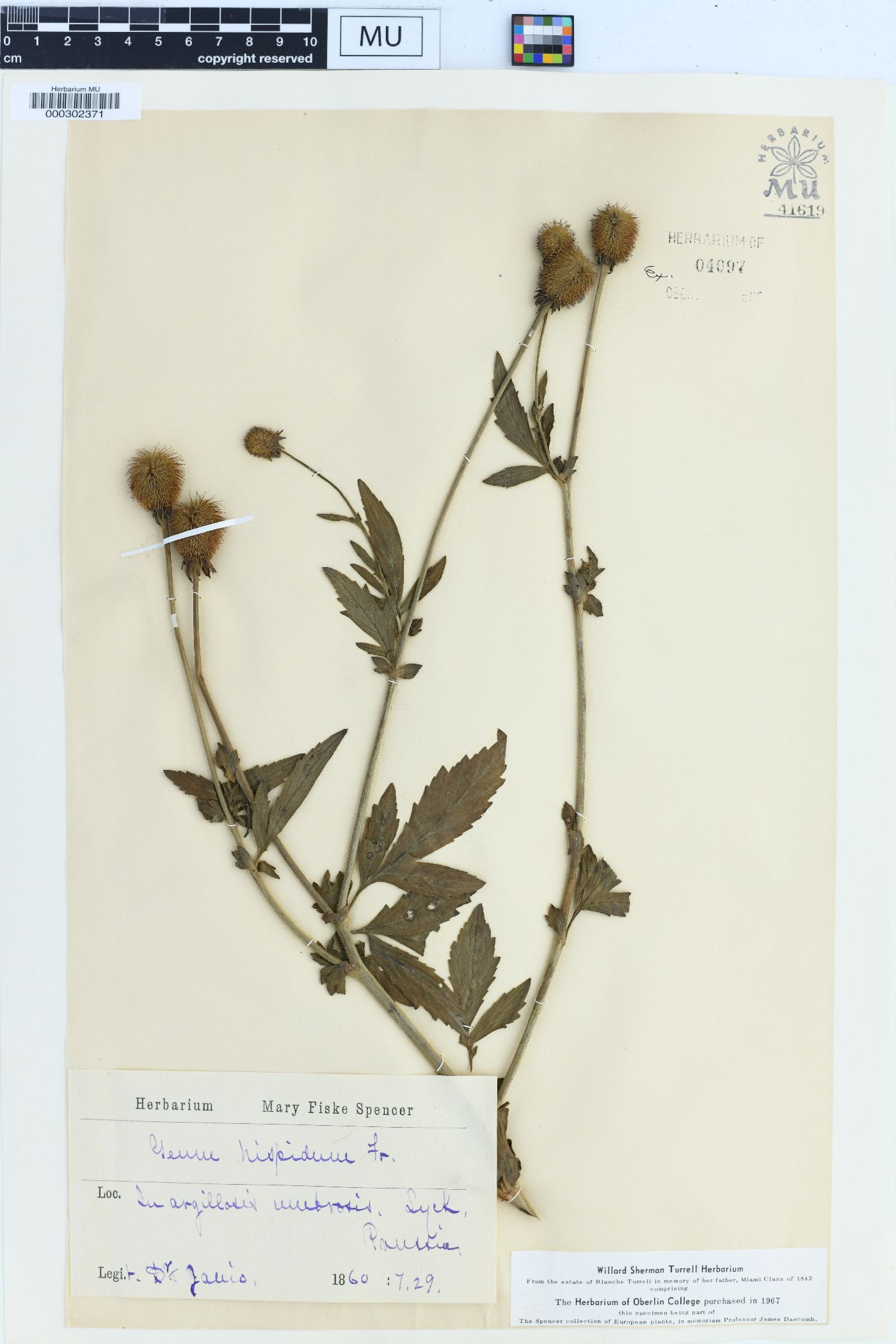 Geum hispidum image
