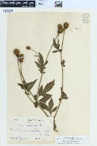 Image of Geum hispidum