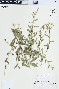 Baccharis glomeruliflora image