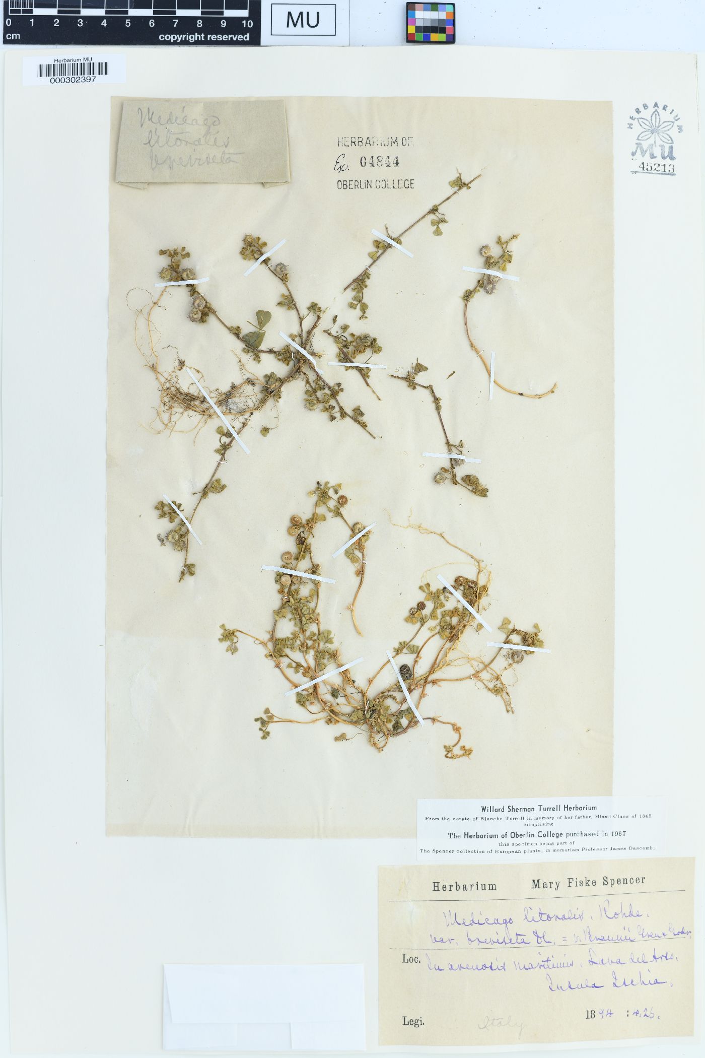 Medicago littoralis image