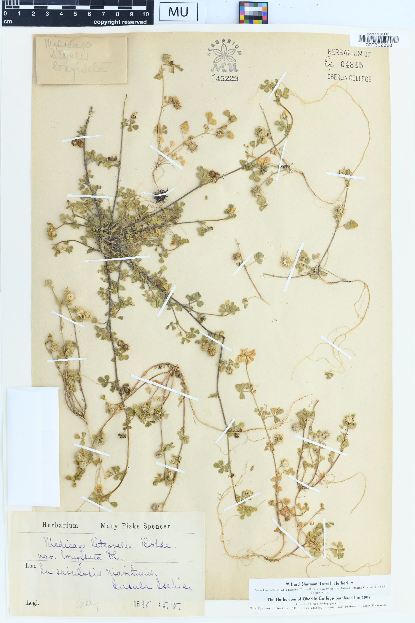 Medicago littoralis image