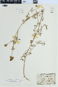 Medicago sativa subsp. sativa image