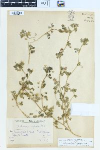 Medicago rigidula image