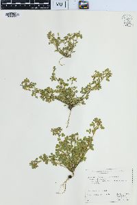 Medicago rigidula image