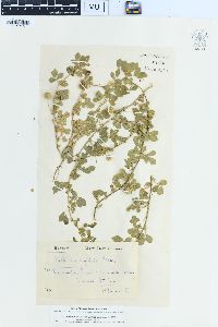 Medicago rigidula image