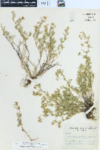 Medicago prostrata image