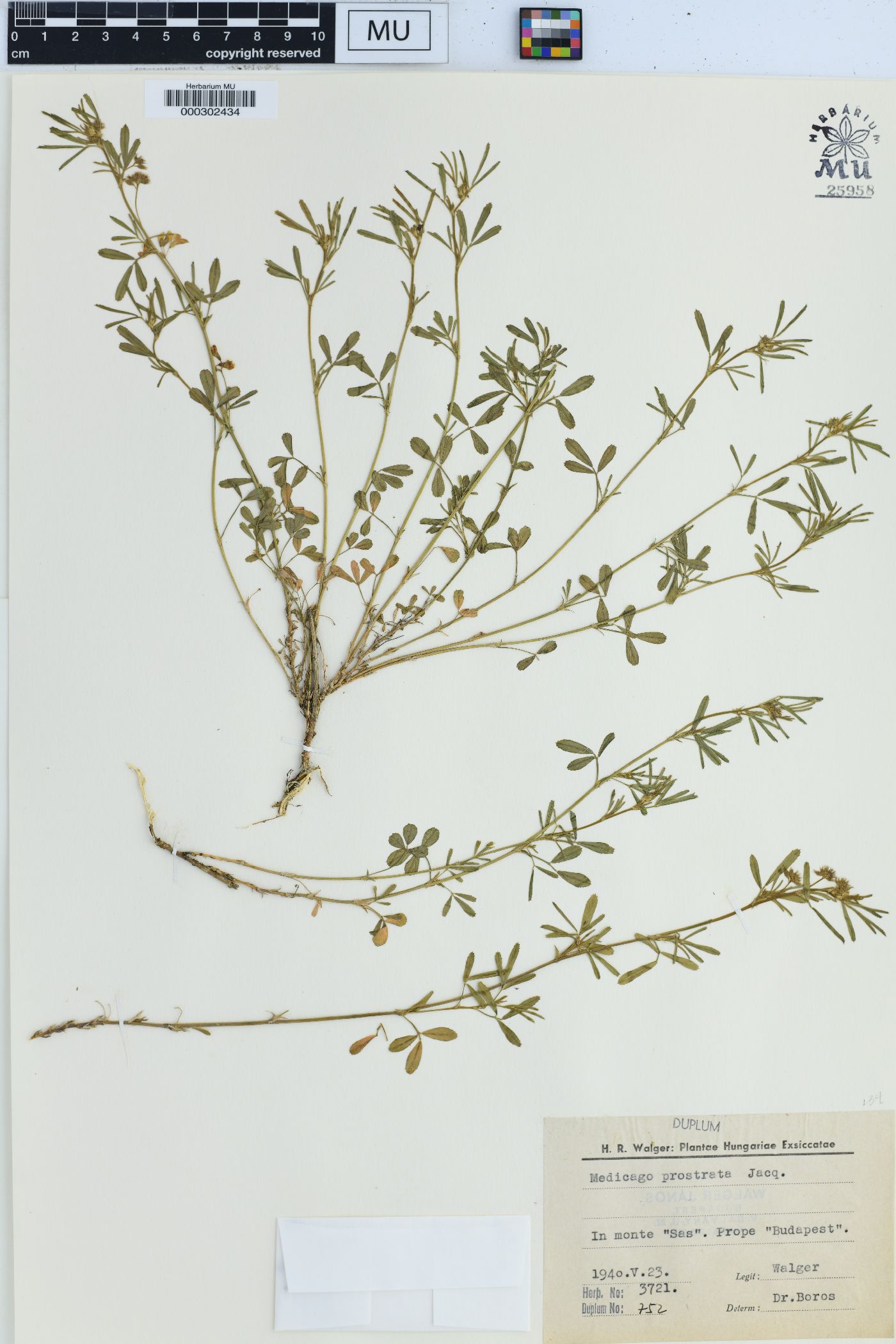 Medicago prostrata image