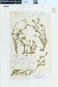 Medicago prostrata image