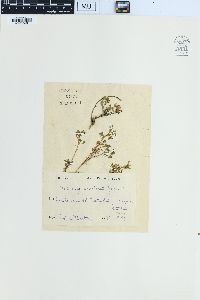 Medicago prostrata image