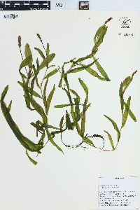 Potamogeton alpinus image