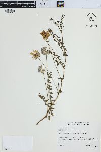 Securigera varia image