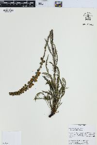 Pedicularis contorta image