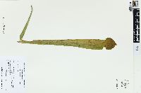 Sarracenia rubra image