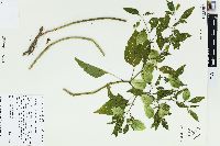 Physalis longifolia image