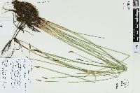 Eleocharis macrostachya image