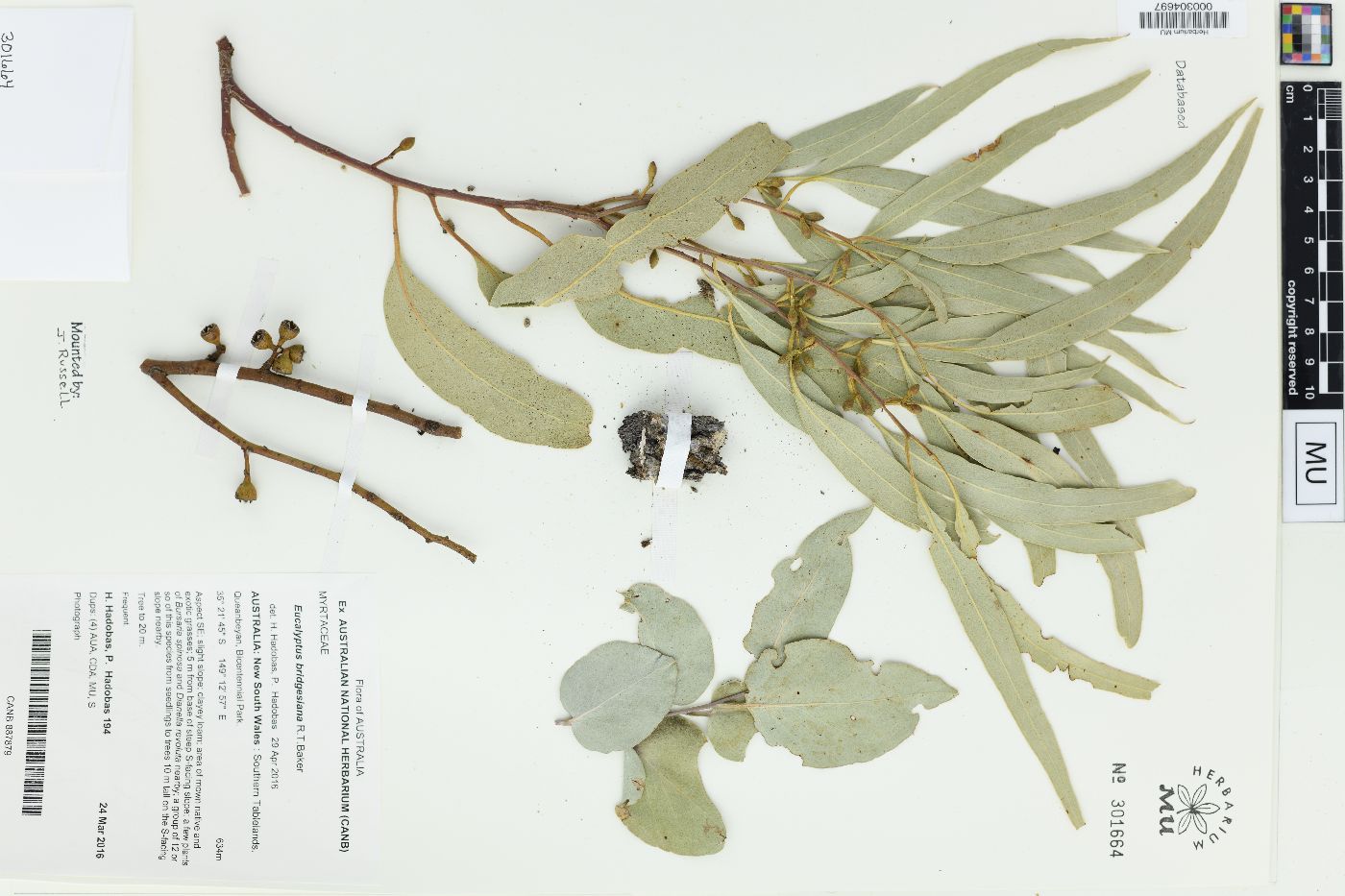 Eucalyptus bridgesiana image