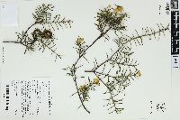 Acacia genistifolia image