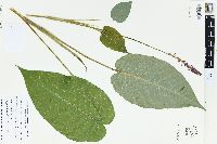 Persicaria amplexicaulis image