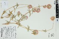 Gomphrena canescens image