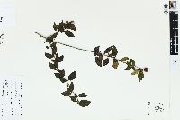 Cotoneaster hebephyllus image