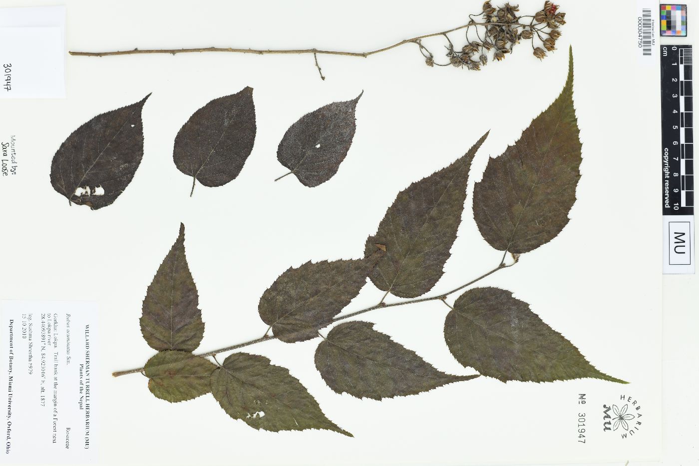 Rubus acuminatus image