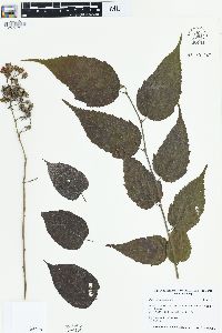 Image of Rubus acuminatus