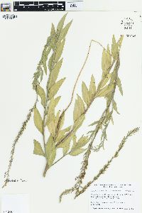 Oenothera curtiflora image