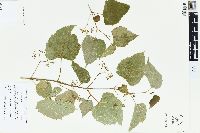 Ampelopsis cordata image