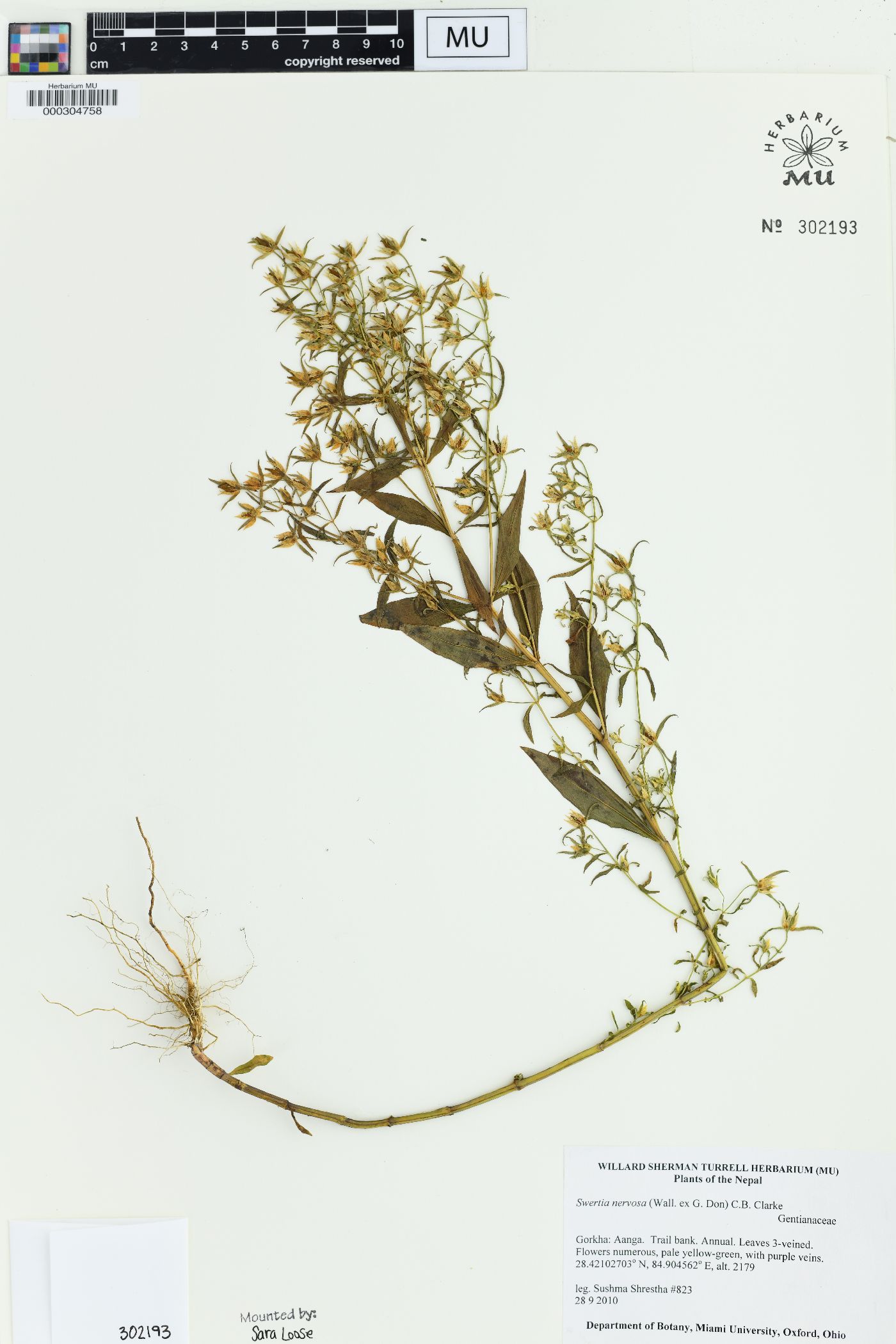 Swertia nervosa image