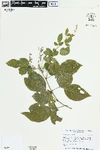 Desmodium elegans image