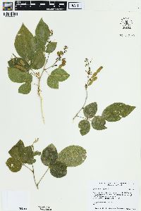 Desmodium elegans image