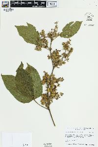 Flemingia macrophylla image