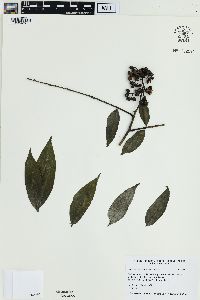 Zanthoxylum oxyphyllum image