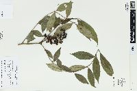 Zanthoxylum oxyphyllum image