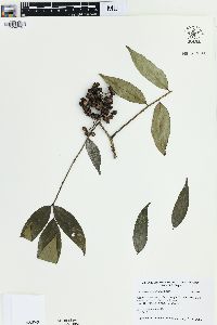 Zanthoxylum oxyphyllum image