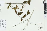 Cotoneaster acuminatus image