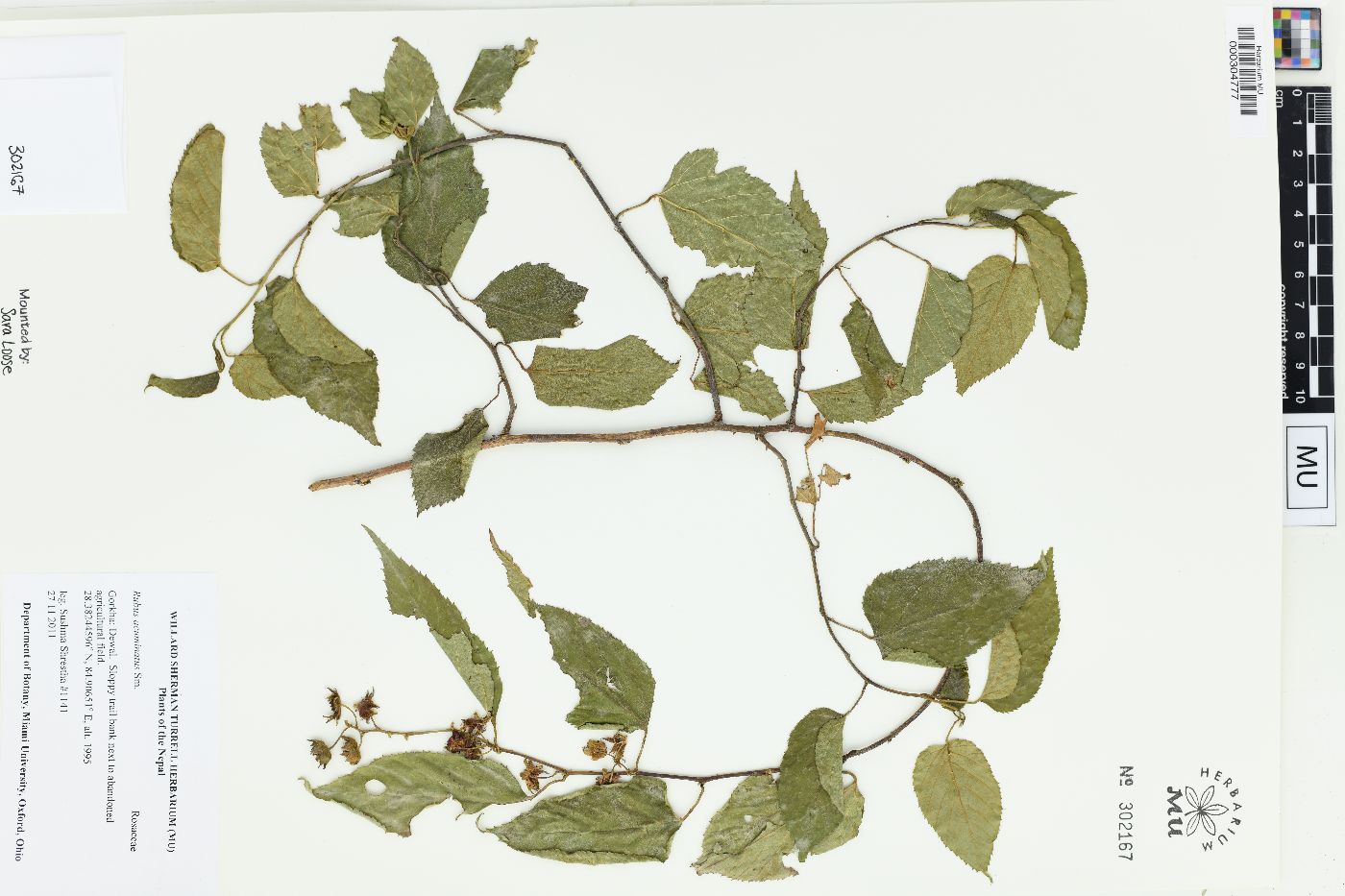 Rubus acuminatus image